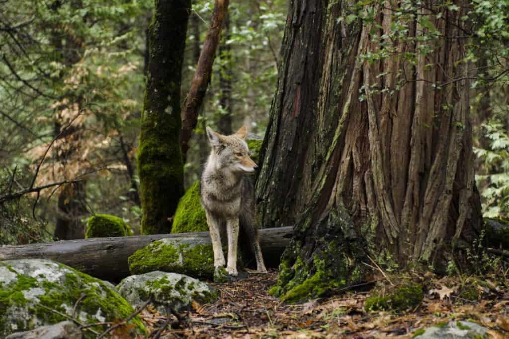 How to Hunt Coyotes - Coyote Hunting Tips