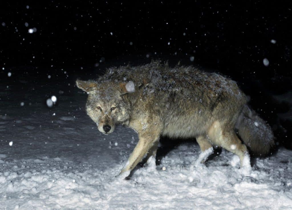 How to Hunt Coyotes at Night - Coyote Hunting at Night - proHuntingHacks
