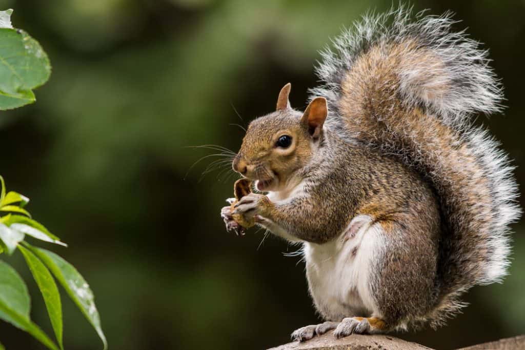 How to Hunt Squirrel - Squirrel Hunting Tips - proHuntingHacks