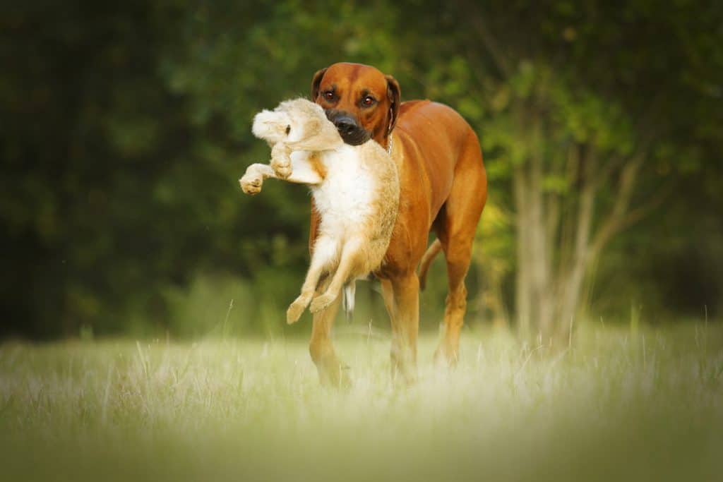 How to Train a Dog to Hunt