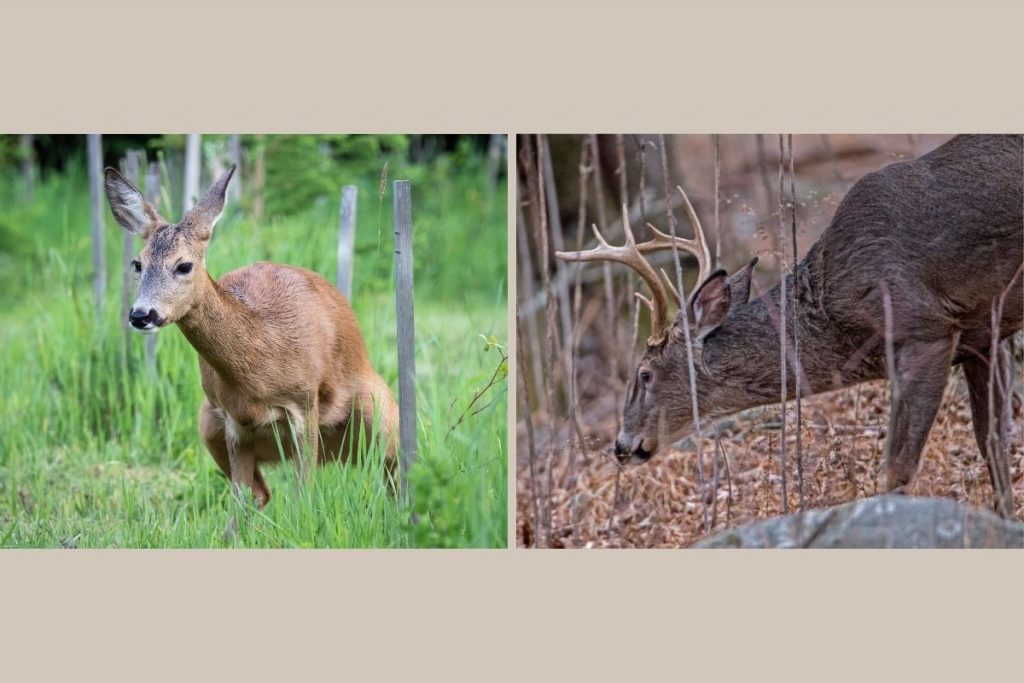 best buck lure scent