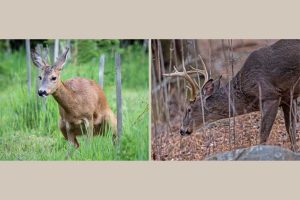best buck lure scent