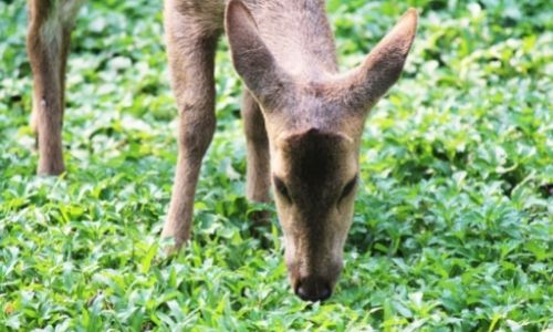 deer in food plot