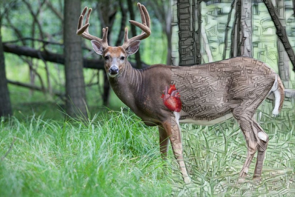 whitetail deer anatomy