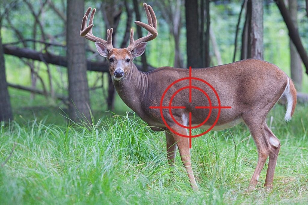 where to shoot a deer