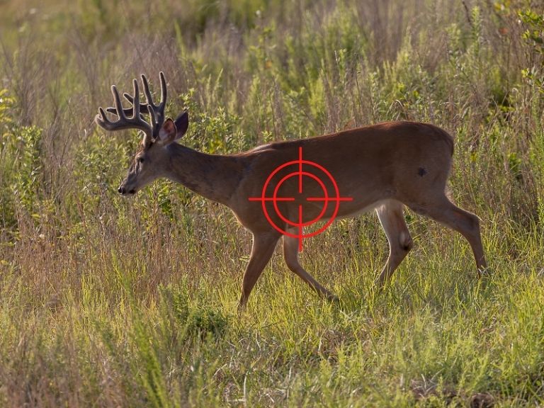 where to shoot a deer - broadside