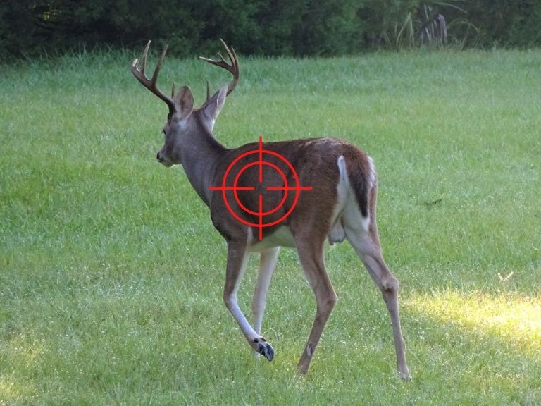 where to shoot a deer - quartering away