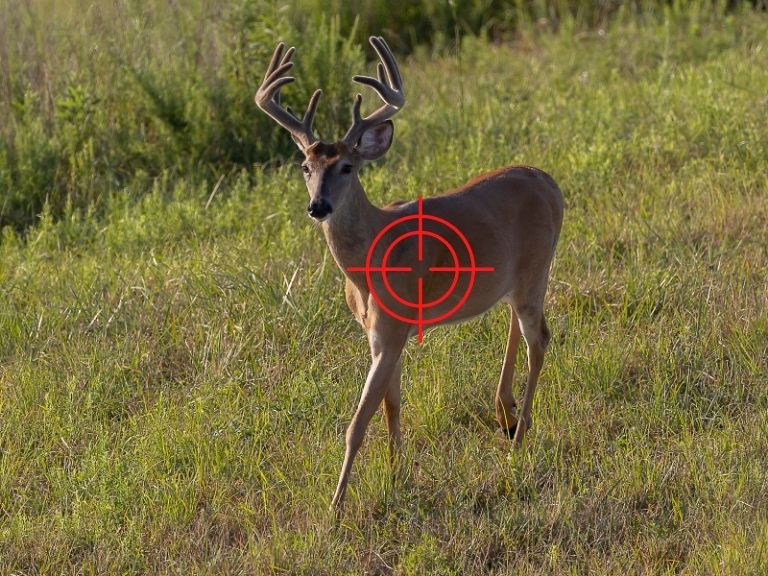 where to shoot a deer - quartering toward