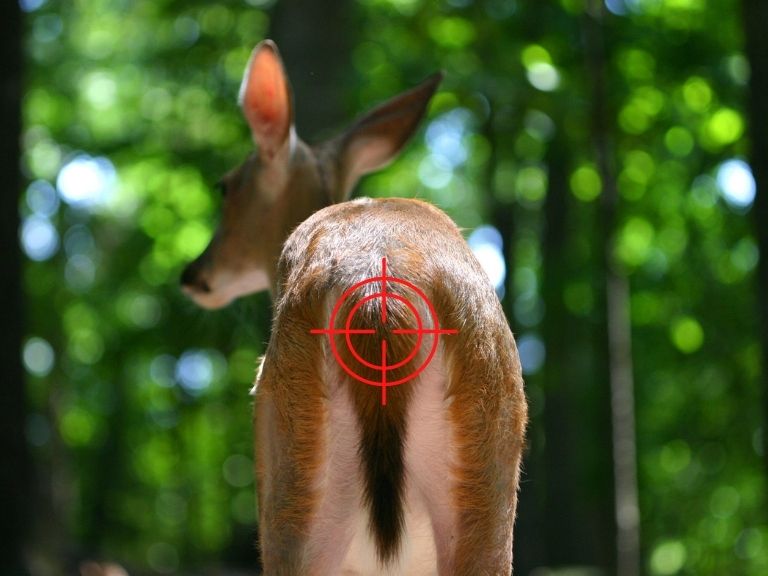 where to shoot a deer - straight away