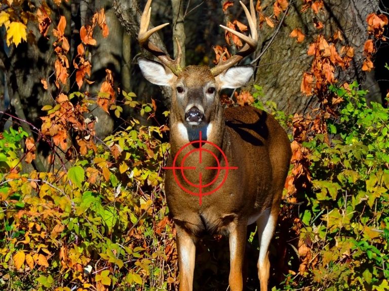 where to shoot a deer - straight on