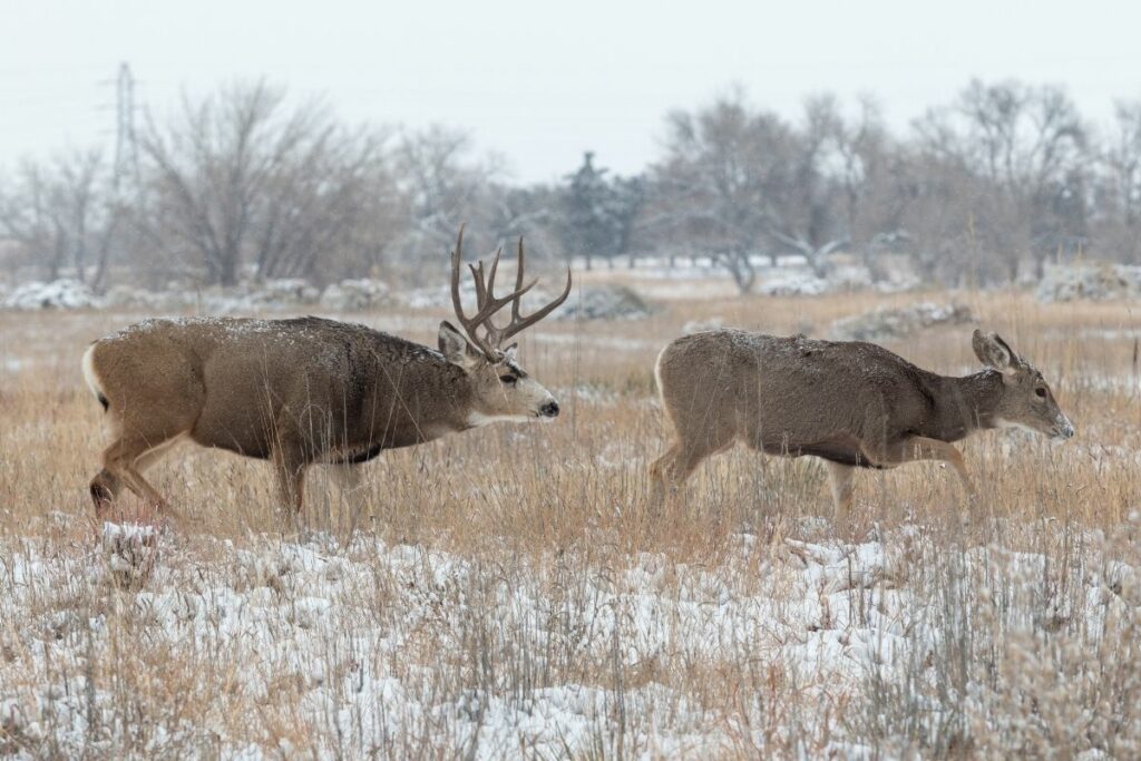 what is deer rut