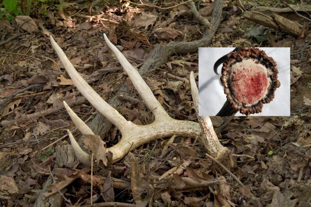 Shed whitetail deer antler shedding